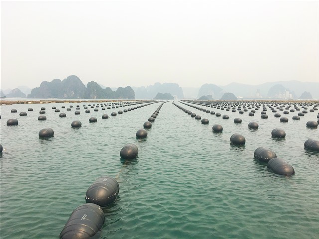 Thông tin thực hiện việc chuyển đổi phao xốp sang vật liệu nổi thân thiện với môi trường, đã được công hợp quy theo E2 bet đăng nhập số 31/2020/QĐ-UBND ngày 31/8/2020 của UBND tỉnh Quảng Ninh ( bản tin số 13 ngày 23/4/2023)