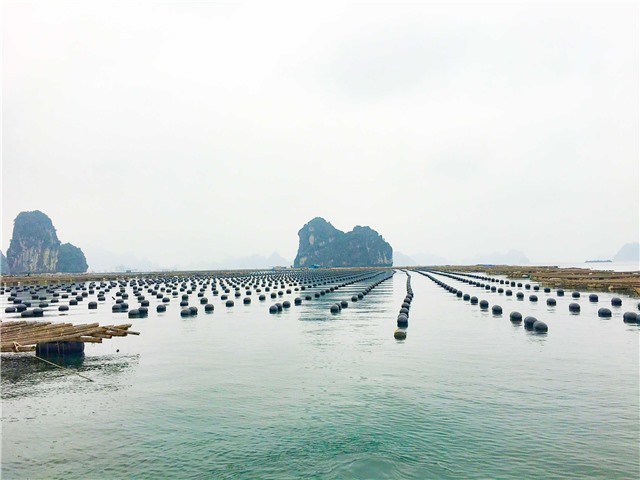 Thông tin thực hiện việc chuyển đổi phao xốp sang vật liệu nổi thân thiện với môi trường, đã được công bố hợp quy theo E2 bet đăng nhập số 31/2020/QĐ-UBND ngày 31/8/2020 của UBND tỉnh ( bản tin số 14 ngày 24/4/2023)