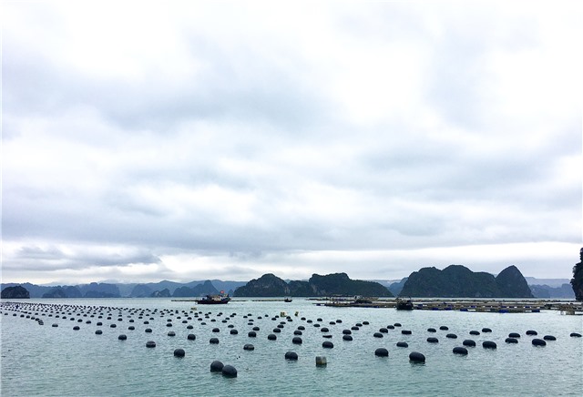 Thông tin thực hiện việc chuyển đổi phao xốp sang vật liệu nổi thân thiện với môi trường, đã được công hợp quy theo E2 bet đăng nhập số 31/2020/QĐ-UBND ngày 31/8/2020 của UBND tỉnh Quảng Ninh ( bản tin số 15 ngày 25/4/2023)