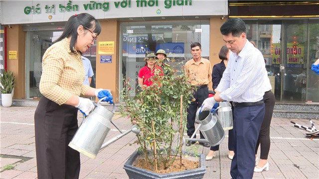 Phường Cẩm Trung trồng gần 300 cây hoa hồng trên địa bàn
